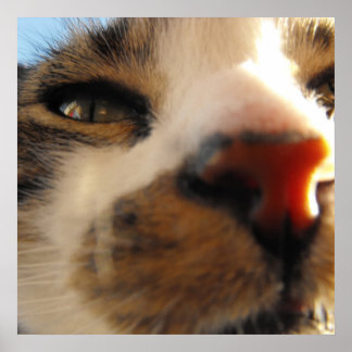 Pôster o gato mais amoroso do mundo