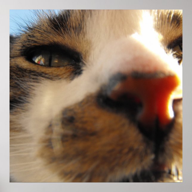 Pôster o gato mais amoroso do mundo (Frente)