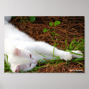 Poster O Gato nas Agulhas de Pinheiro
