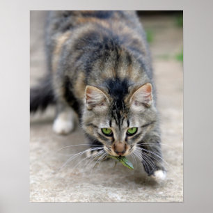 Pôster o gato travou um lagarto