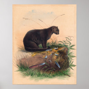 Poster O Gato Yaguarundi de Joseph Wolf