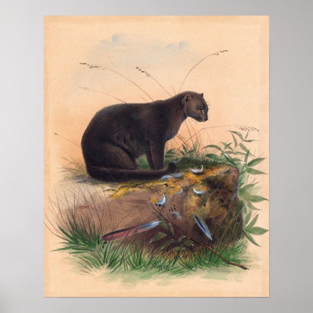 Poster O Gato Yaguarundi de Joseph Wolf (Frente)