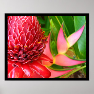 Poster O gengibre vermelho Heliconia da tocha floresce