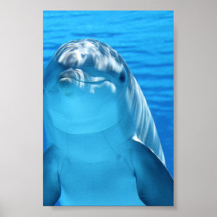 Poster O golfinho de Bottlenose olha a câmera sob a águ
