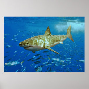 Pôster O grande Carcharias do Carcharodon do tubarão