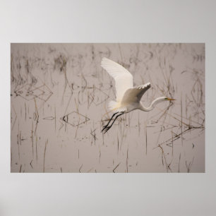 Pôster O grande Egret 36 x 24 papéis arquivísticos