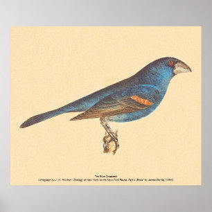 Poster O Grosbeak Azul, os Pássaros de Nova Iorque de Jam