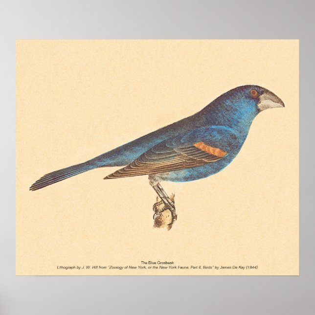 Poster O Grosbeak Azul, os Pássaros de Nova Iorque de Jam (Frente)