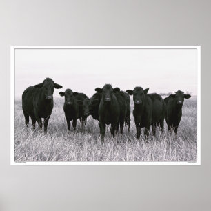 Poster O grupo de Angus - gado preto de Angus - Texas