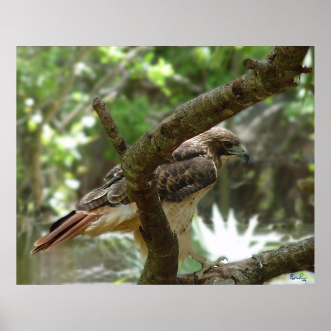 Poster O Hawk (Frente)