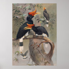 Poster O Hornbill em Casquata Concaverna de Joseph Wolf
