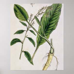 Poster O Horseradish, chapeia 415 "de um erval curioso",