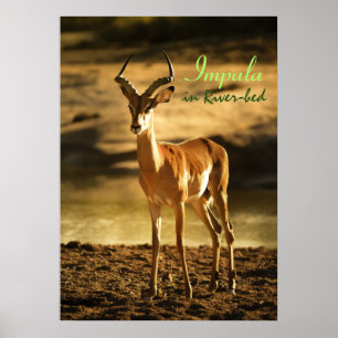 Poster O Impala Africano da Vida Selvagem na orla