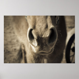 Pôster O Incrível Comestível Ed