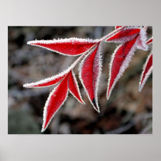 Poster O inverno está perto
