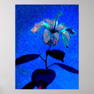 Poster O Iridescente Hibiscus Bloom Blue Pink