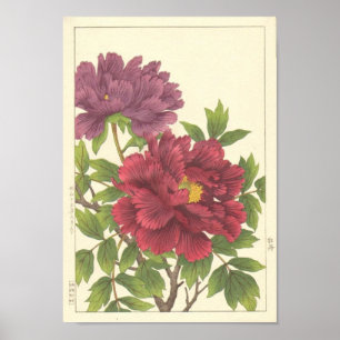 Poster O japonês da peônia de Nishimura Hodo floresce