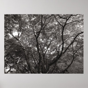 Poster O japonês ramifica II