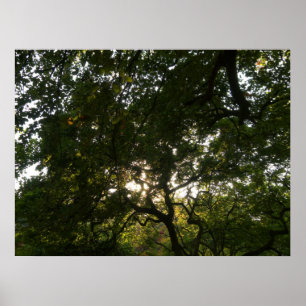 Pôster O japonês ramifica IV