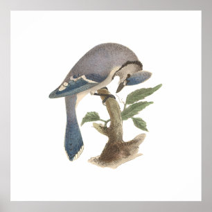 Pôster O Jay azul (cristatus do Garrulus)