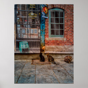 Poster O jogo do gato