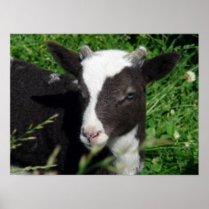 Poster O Lamb da Amy