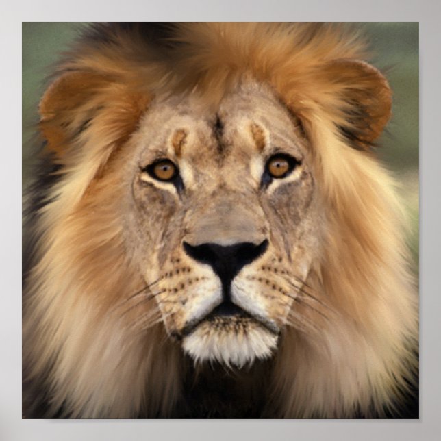 Pôster O Leão (Frente)