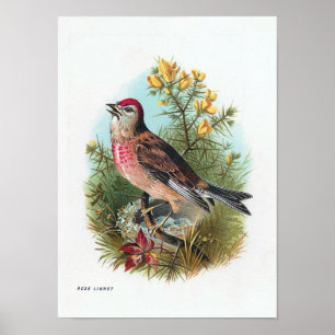 Poster O Linnet do rosa