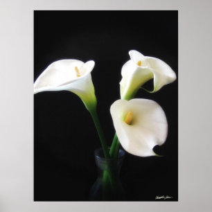Pôster O lírio de Calla elegante floresce 12