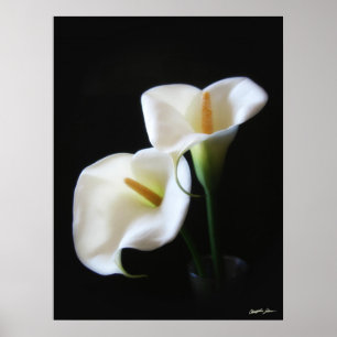 Pôster O lírio de Calla elegante floresce 13