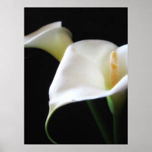 Poster O lírio de Calla elegante floresce 16