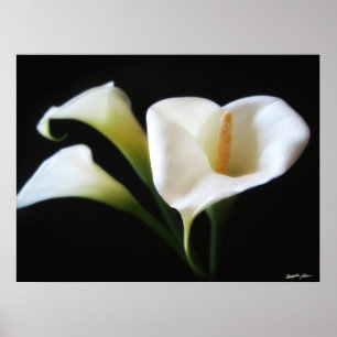 Poster O lírio de Calla elegante floresce 9