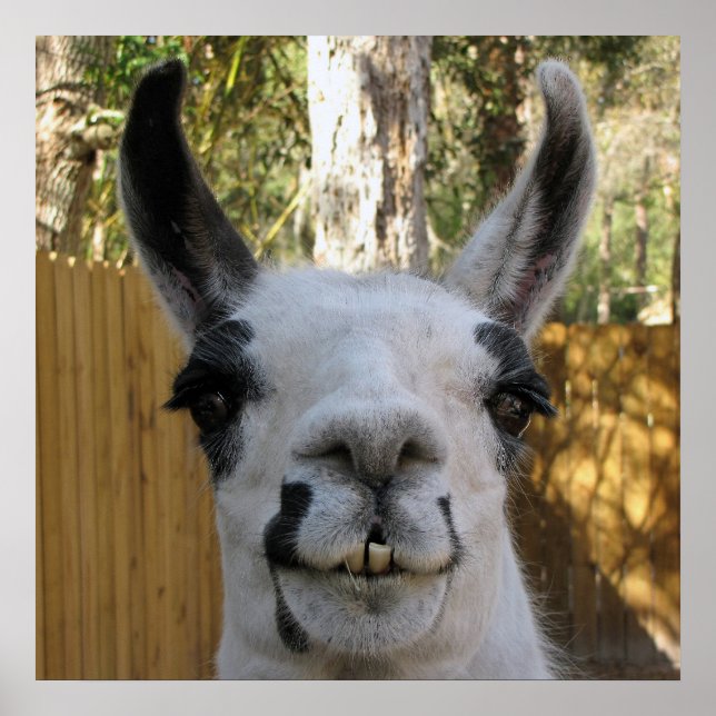 Pôster O Llama (Frente)