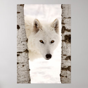 Poster O lobo do inverno