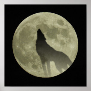 Poster O lobo do urro