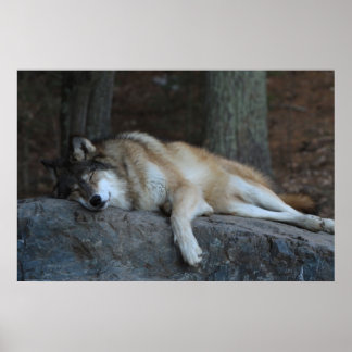 Pôster O Lobo Dormindo