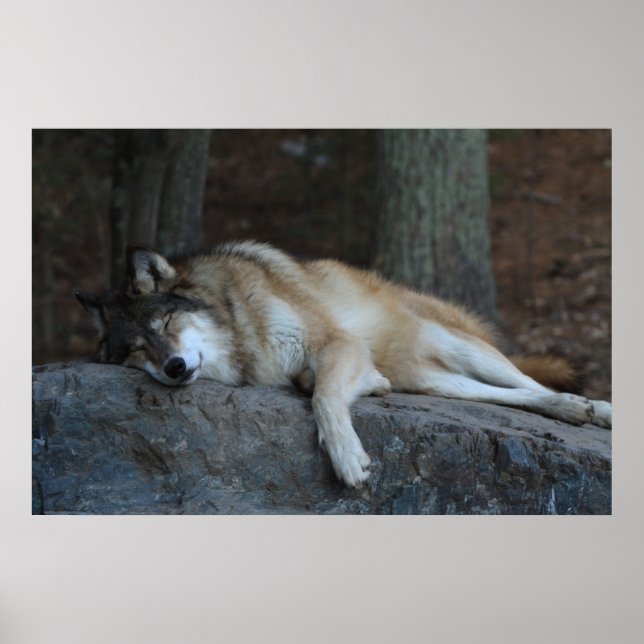 Pôster O Lobo Dormindo (Frente)