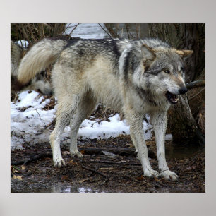 Poster O lobo mau grande