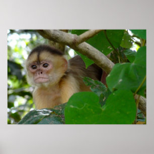 Poster O macaco vê…