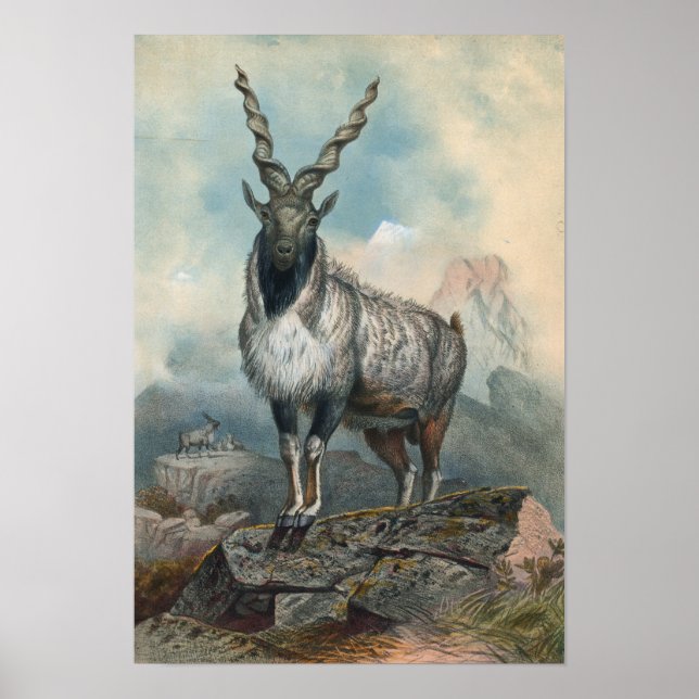 Poster O Markhore de Joseph Wolf (Frente)