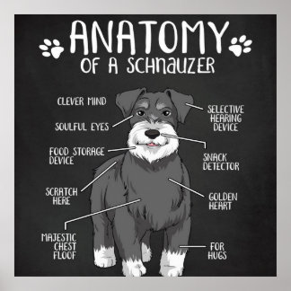 Poster O melhor cão de anatomia do cão Schnauzer