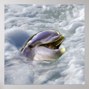 Poster O melhor sorriso de um golfinho