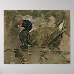 Poster O Moorhen   Joseph Crawhall