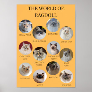 Poster O mundo de Ragdoll, imprimível A3 ou menor