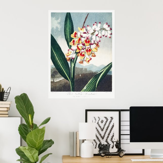 Poster O Nodding Renealmia do Templo da Flora Art (Escritório em casa)