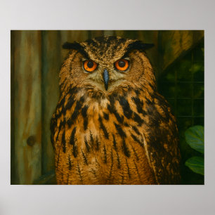 Poster O Observador - Eurasian Eagle-Owl na Luz do Woodla