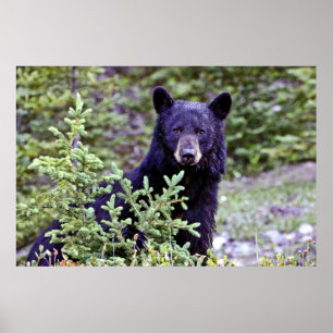 Poster O olhar fixo do urso preto