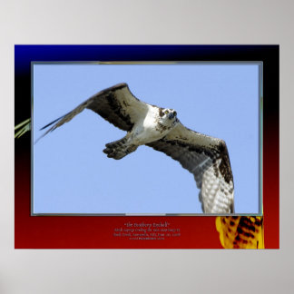 Pôster O Olho da Feathery