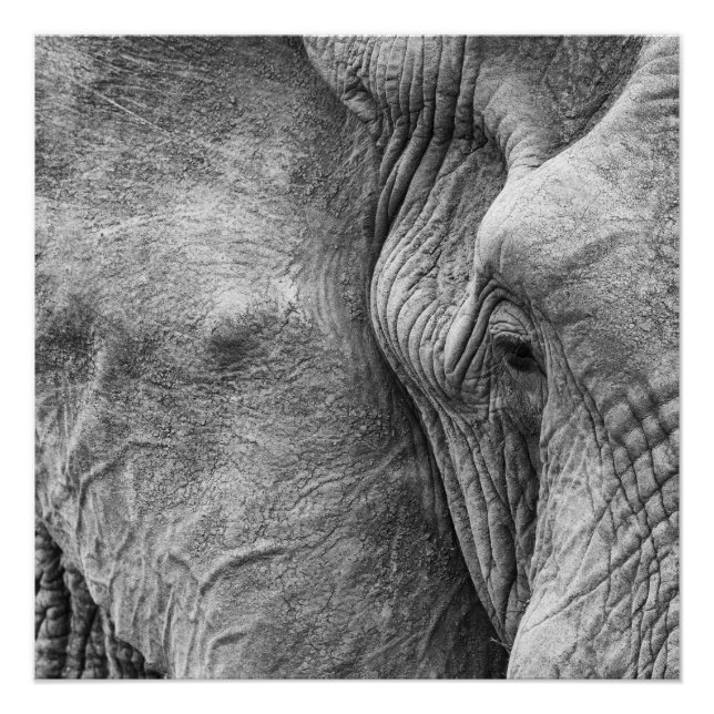 Pôster O olho de um elefante (Frente)