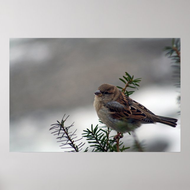 Pôster O Olho dele está no Sparrow (Frente)